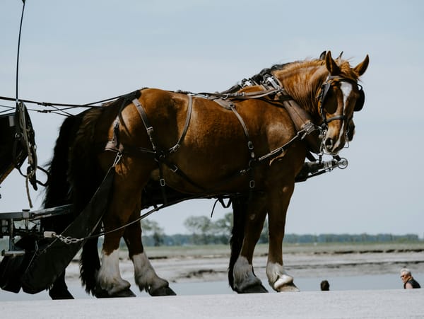 Savannah City Council positioning itself to ban horse-drawn carriages