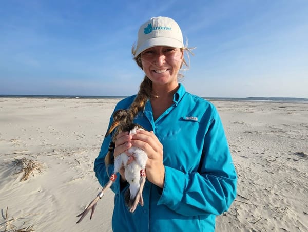 Tybee native Allie Hayser works with Manomet to educate the public about shorebirds