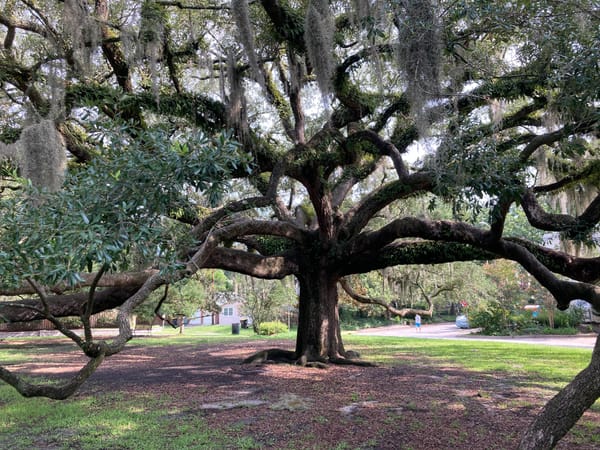 A neighborhood mourns the McCauley Park oak - and looks to its repurposing