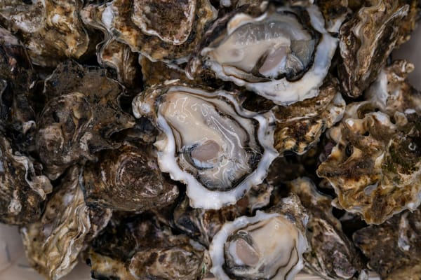 Starland Yard set to host Georgia Oyster Revival